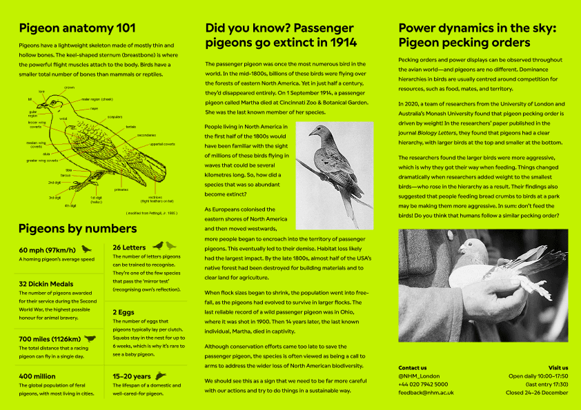 The inside spread of the fake brochure, printed in green and yellow, with sections covering pigeon anatomy, population statistics, the extinction of the passenger pigeon in 1914, and pigeon pecking order hierarchy.