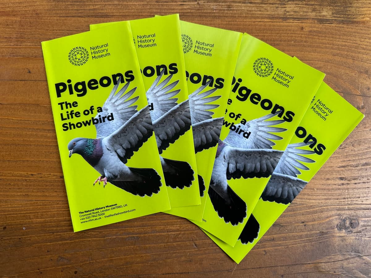 The printed fake brochure. The cover features a large pigeon in flight on a lime green background with the title 'Pigeons: The Life of a Showbird' and the Natural History Museum logo.