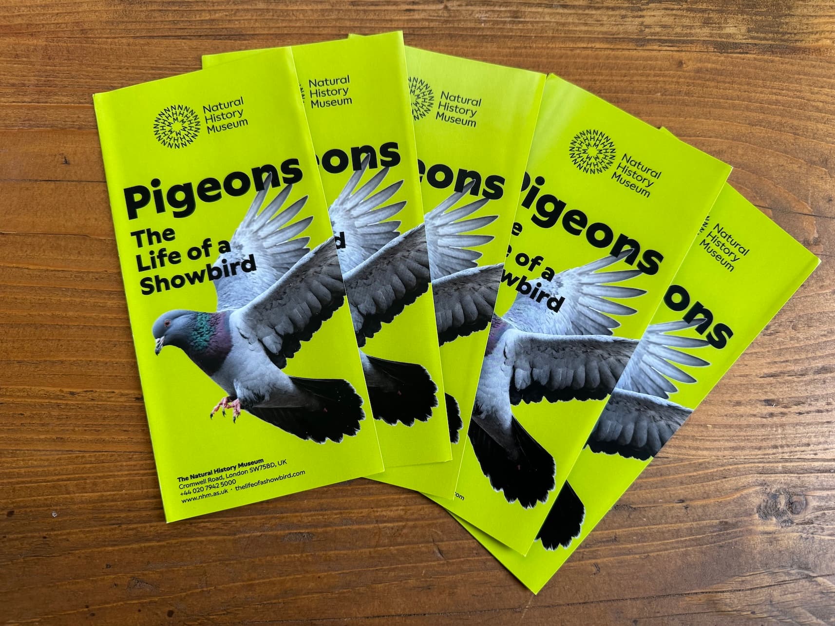 The printed fake brochure. The cover features a large pigeon in flight on a lime green background with the title 'Pigeons: The Life of a Showbird' and the Natural History Museum logo.